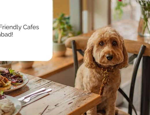 Best Pet Friendly Cafes in Hyderabad