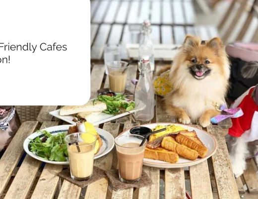 Best Pet Friendly Cafes in Ggn