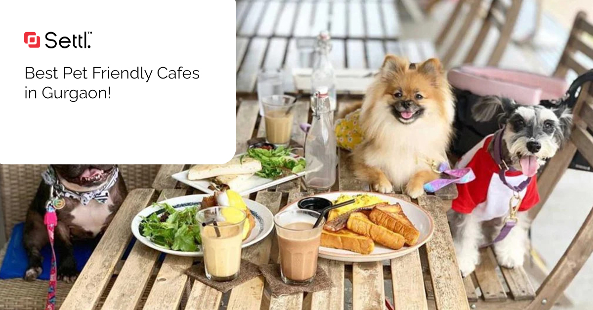 Best Pet Friendly Cafes in Ggn